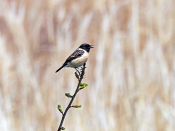 Amur Stonechat 蒲生干潟(仙台市) Fri, 4/5/2024