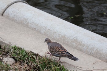 Oriental Turtle Dove 門池公園(沼津市) Thu, 4/4/2024