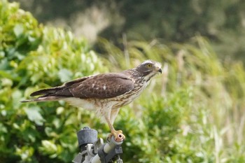 Grey-faced Buzzard Amami Island(General) Sat, 3/23/2024