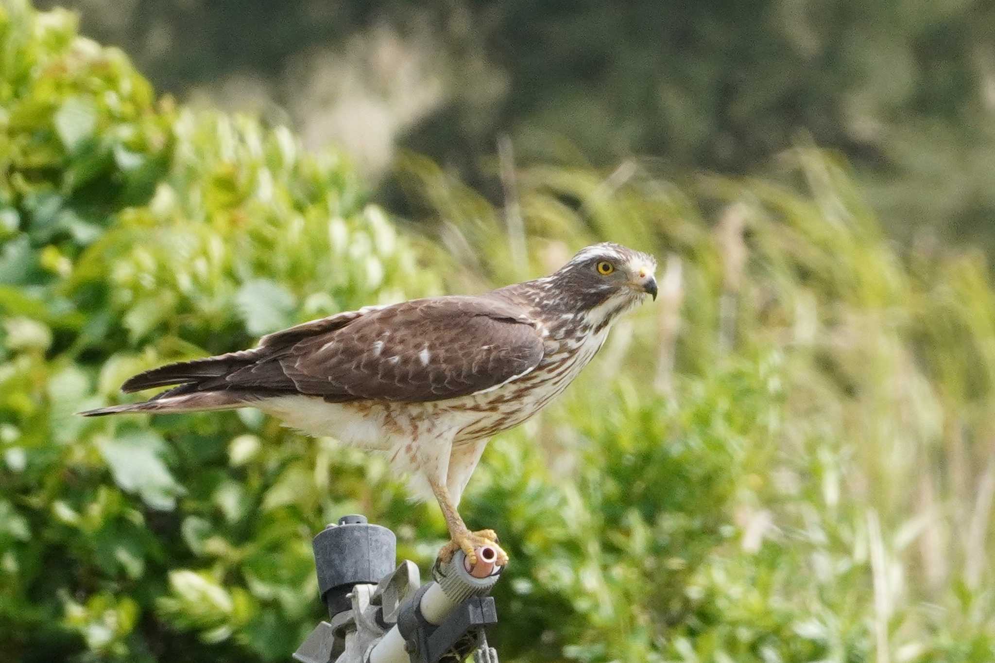 Grey-faced Buzzard