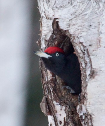 Black Woodpecker Makomanai Park Thu, 4/4/2024