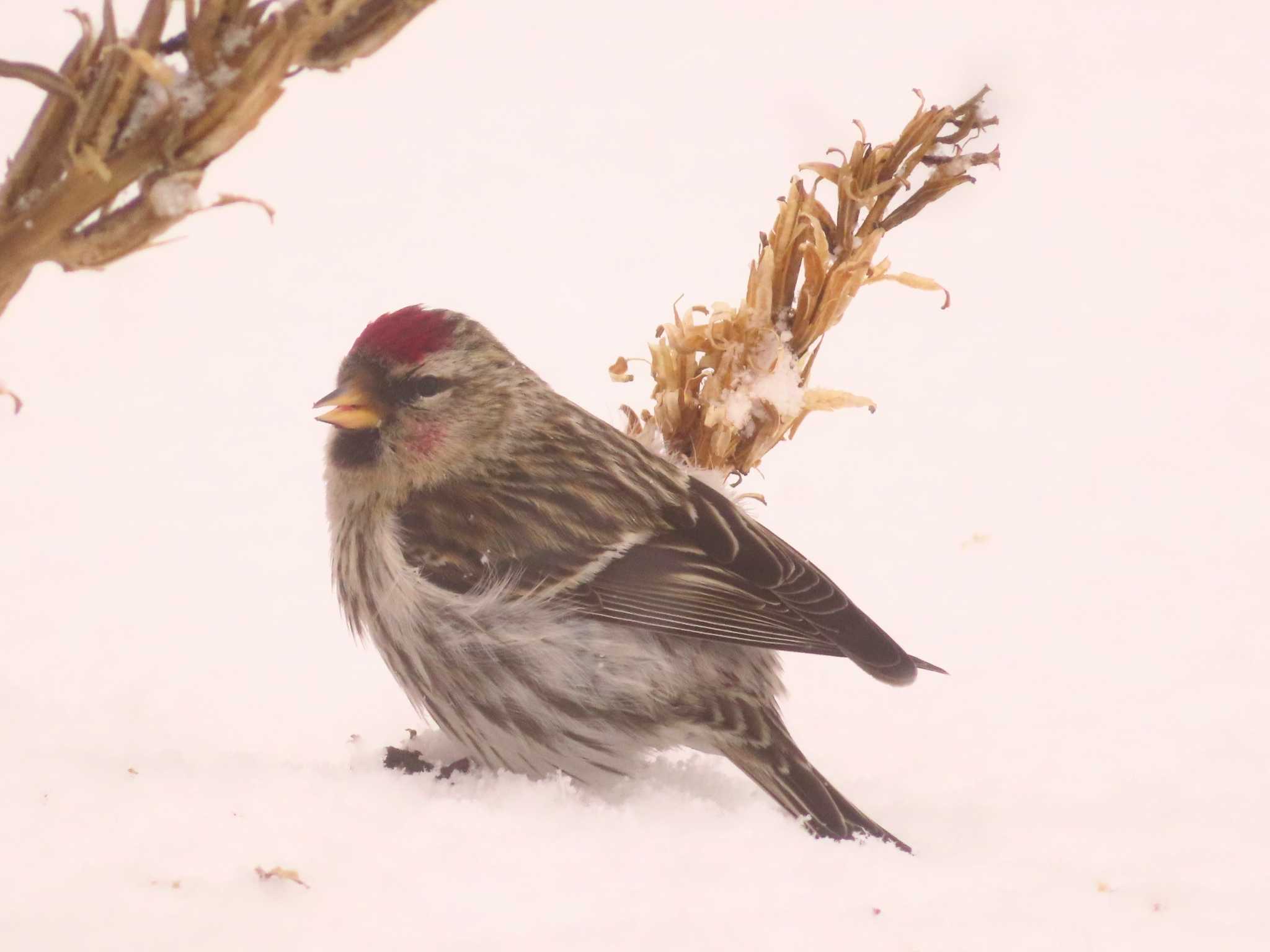 Common Redpoll