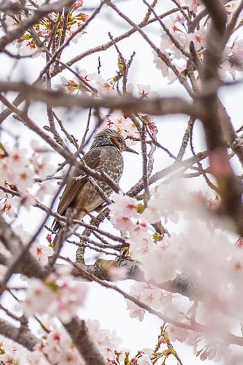 ヒヨドリ 山口県下松市切戸川 2024年4月5日(金)