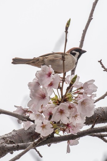 スズメ 山口県下松市切戸川 2024年4月5日(金)