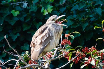 Black-crowned Night Heron Unknown Spots Mon, 12/17/2018