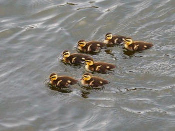 Eastern Spot-billed Duck 昭和島 Sun, 6/13/2021