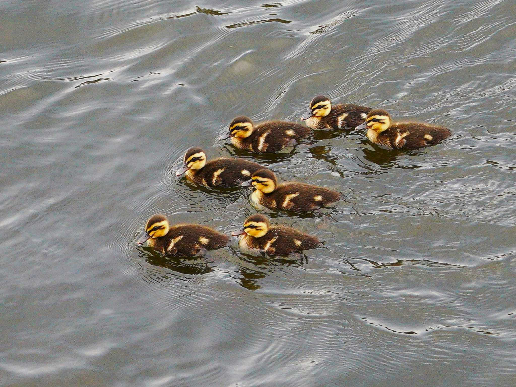 Photo of Eastern Spot-billed Duck at 昭和島 by na san