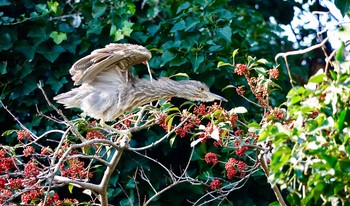 Black-crowned Night Heron Unknown Spots Mon, 12/17/2018