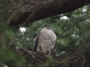 Japanese Sparrowhawk Unknown Spots Fri, 4/5/2024