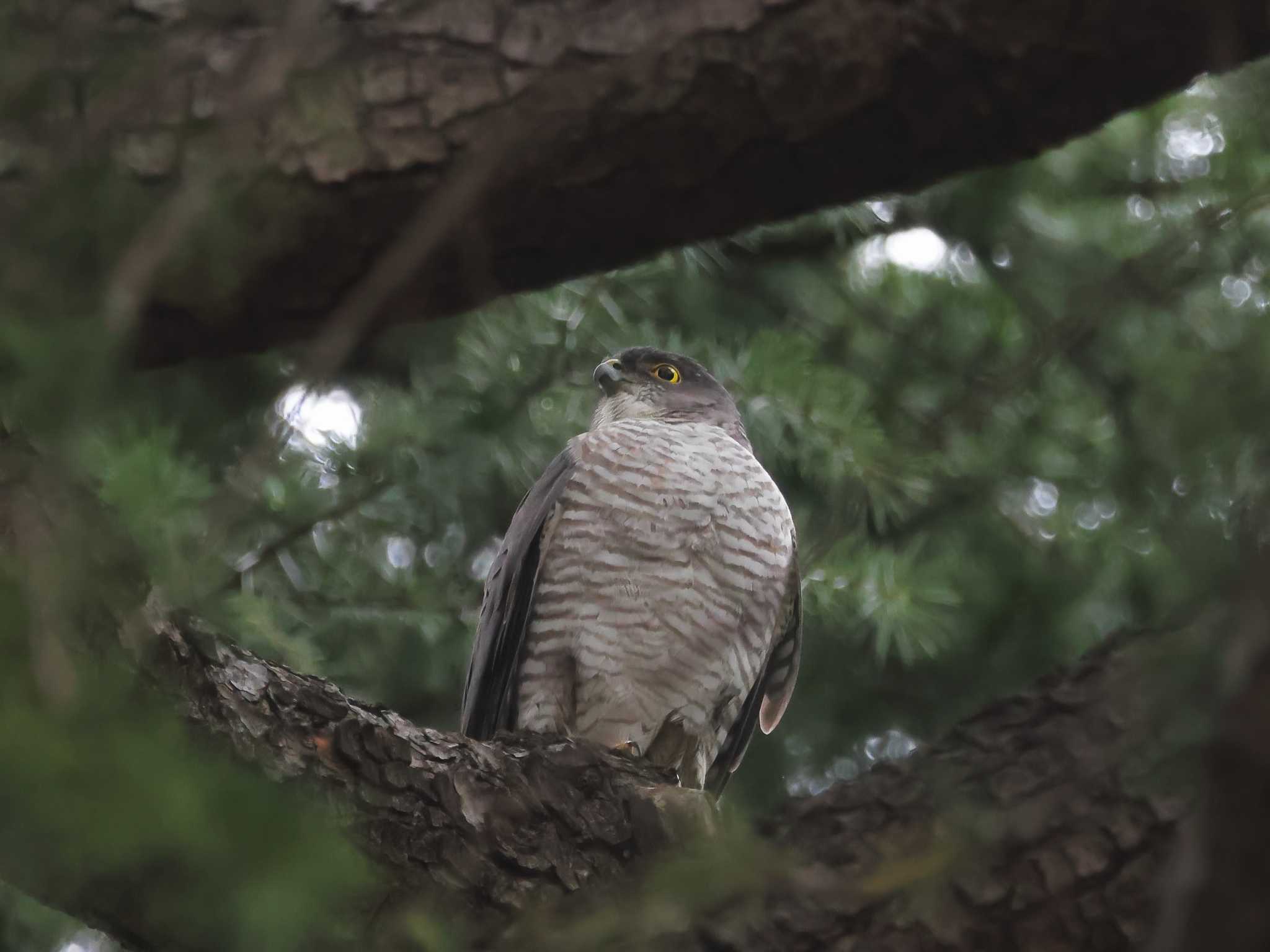 Photo of Japanese Sparrowhawk at  by ゆづ