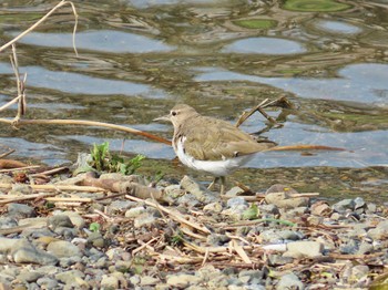 2024年4月5日(金) 賀茂川の野鳥観察記録