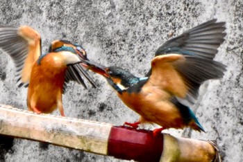 Common Kingfisher 石神井川 Fri, 4/5/2024