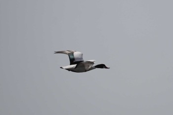 Common Shelduck Sambanze Tideland Sun, 3/31/2024