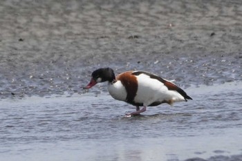 Common Shelduck Sambanze Tideland Sun, 3/31/2024