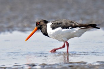 ミヤコドリ ふなばし三番瀬海浜公園 2024年3月30日(土)