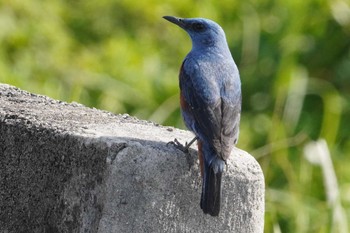 Blue Rock Thrush Amami Island(General) Sat, 3/23/2024