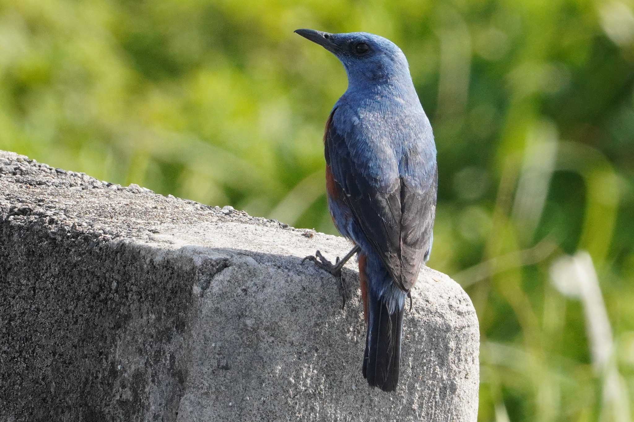 Blue Rock Thrush