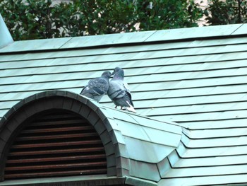 Rock Dove 蚕糸の森公園 Fri, 4/5/2024