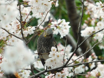 ヒヨドリ 蚕糸の森公園 2024年4月5日(金)