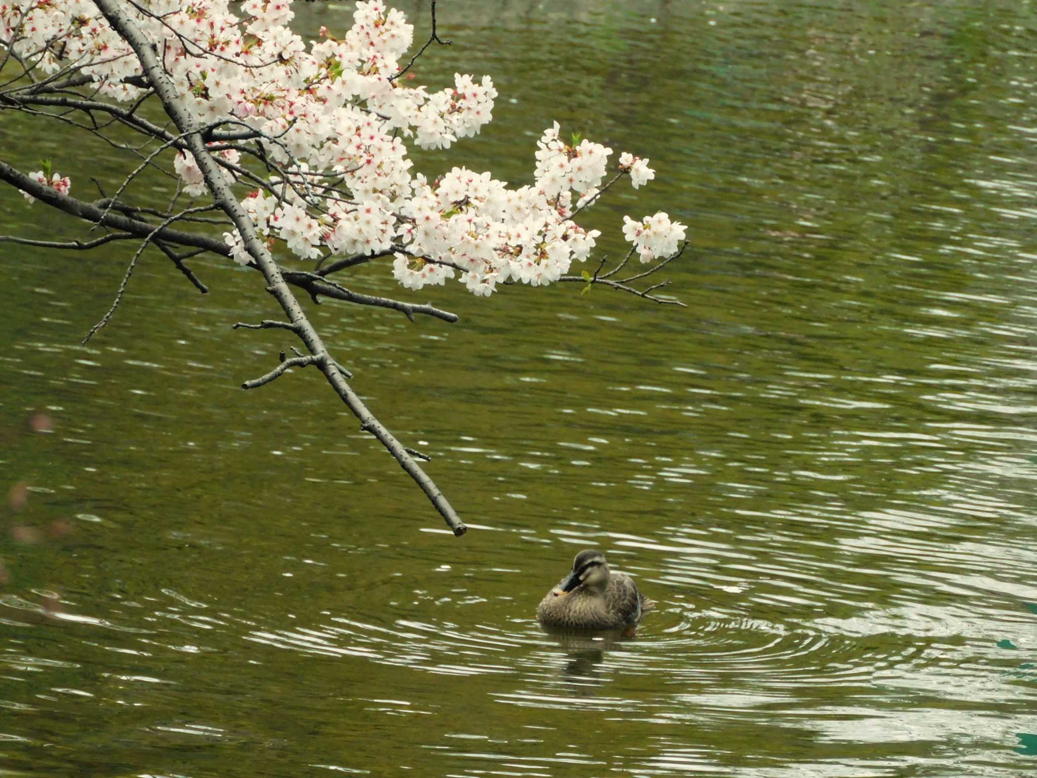 Eastern Spot-billed Duck