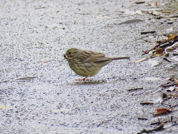 Masked Bunting 自宅近辺 Sat, 3/30/2024