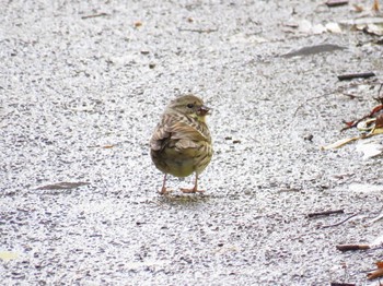 Masked Bunting 自宅近辺 Sat, 3/30/2024