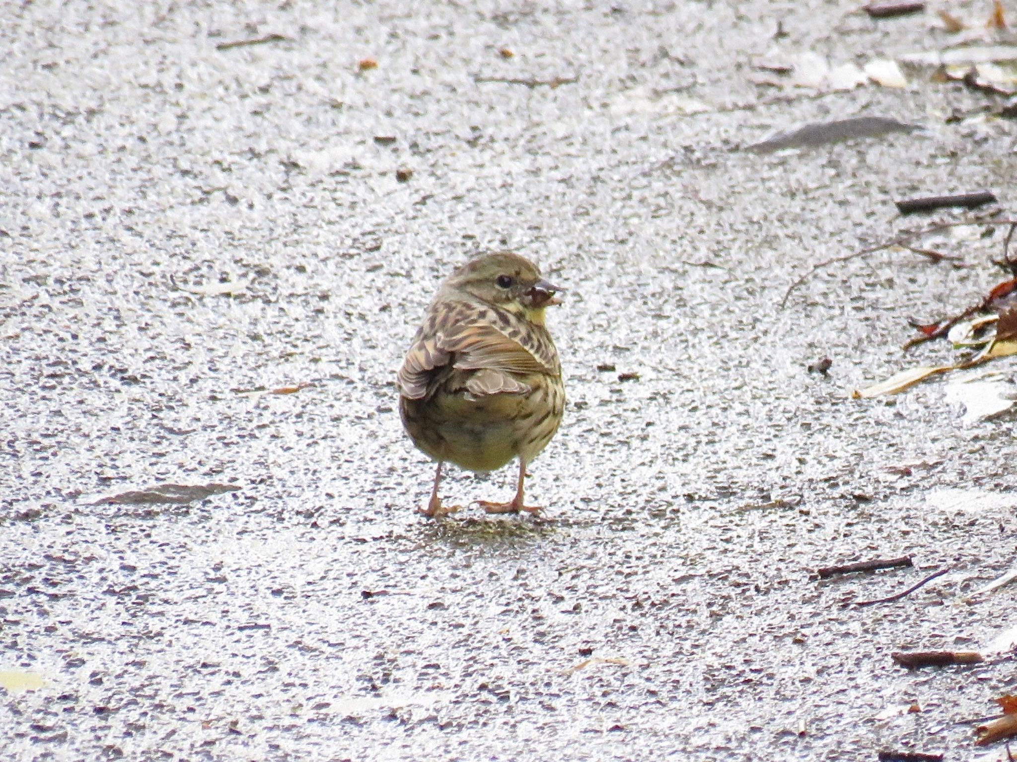 Photo of Masked Bunting at 自宅近辺 by tobassaw