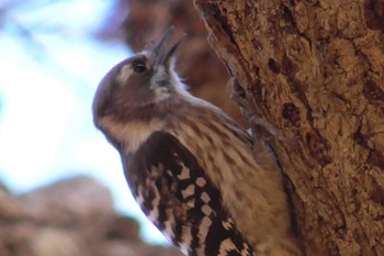 2023年12月10日(日) 貝塚憩の森(千葉市)の野鳥観察記録