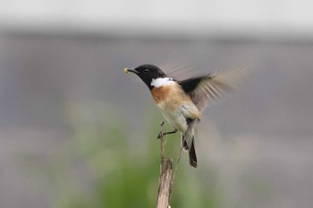 Amur Stonechat Unknown Spots Fri, 4/5/2024