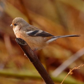 Siberian Long-tailed Rosefinch 福島市信夫山 Thu, 11/18/2021