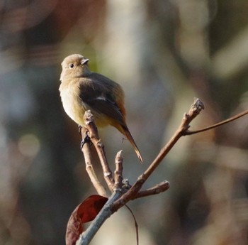 Daurian Redstart 福島市信夫山 Fri, 11/19/2021