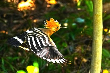 Eurasian Hoopoe 神奈川県 Sun, 3/31/2024