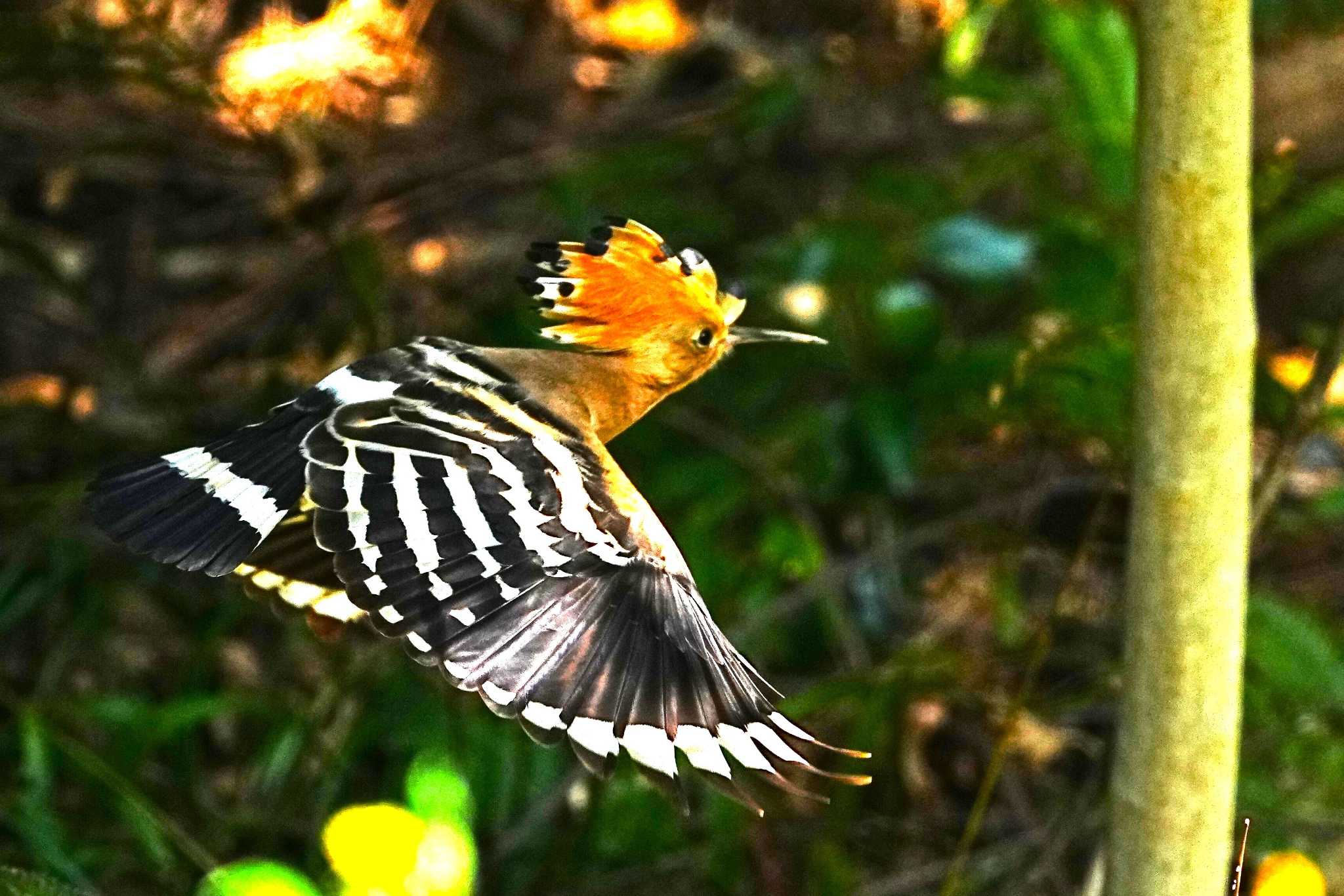 Photo of Eurasian Hoopoe at 神奈川県 by 川４