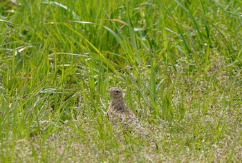 Eurasian Skylark 淀川河川公園 Sun, 3/31/2024