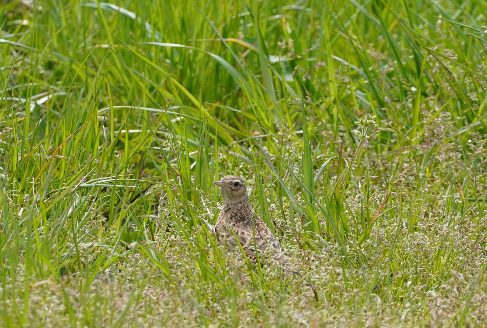 Eurasian Skylark