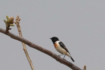 Amur Stonechat 淀川河川公園 Sun, 3/31/2024