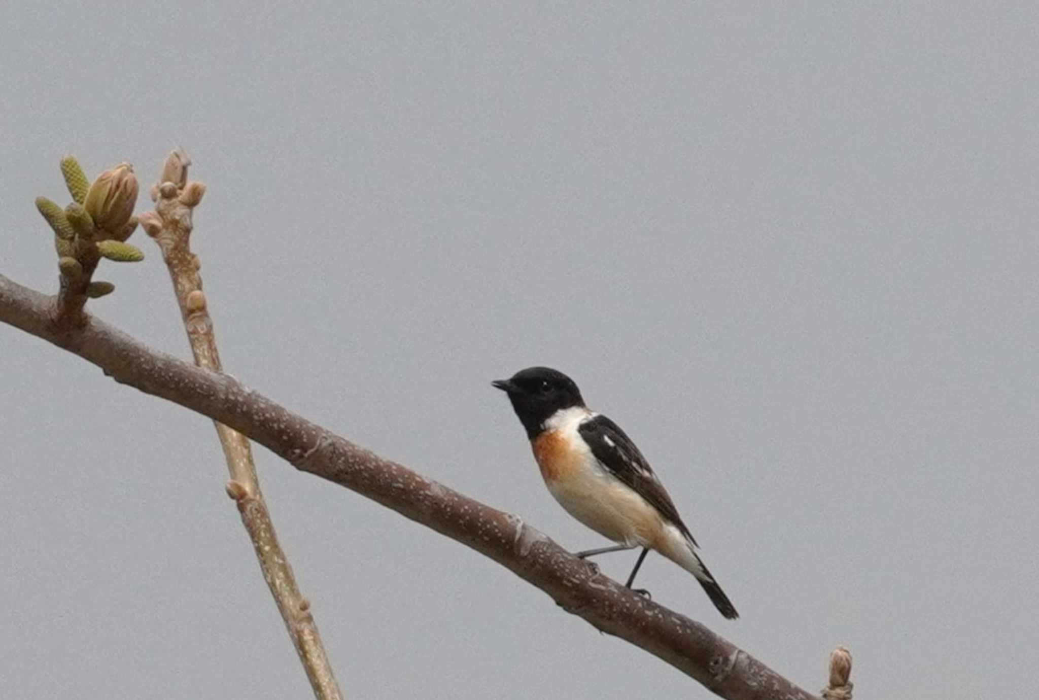 Amur Stonechat