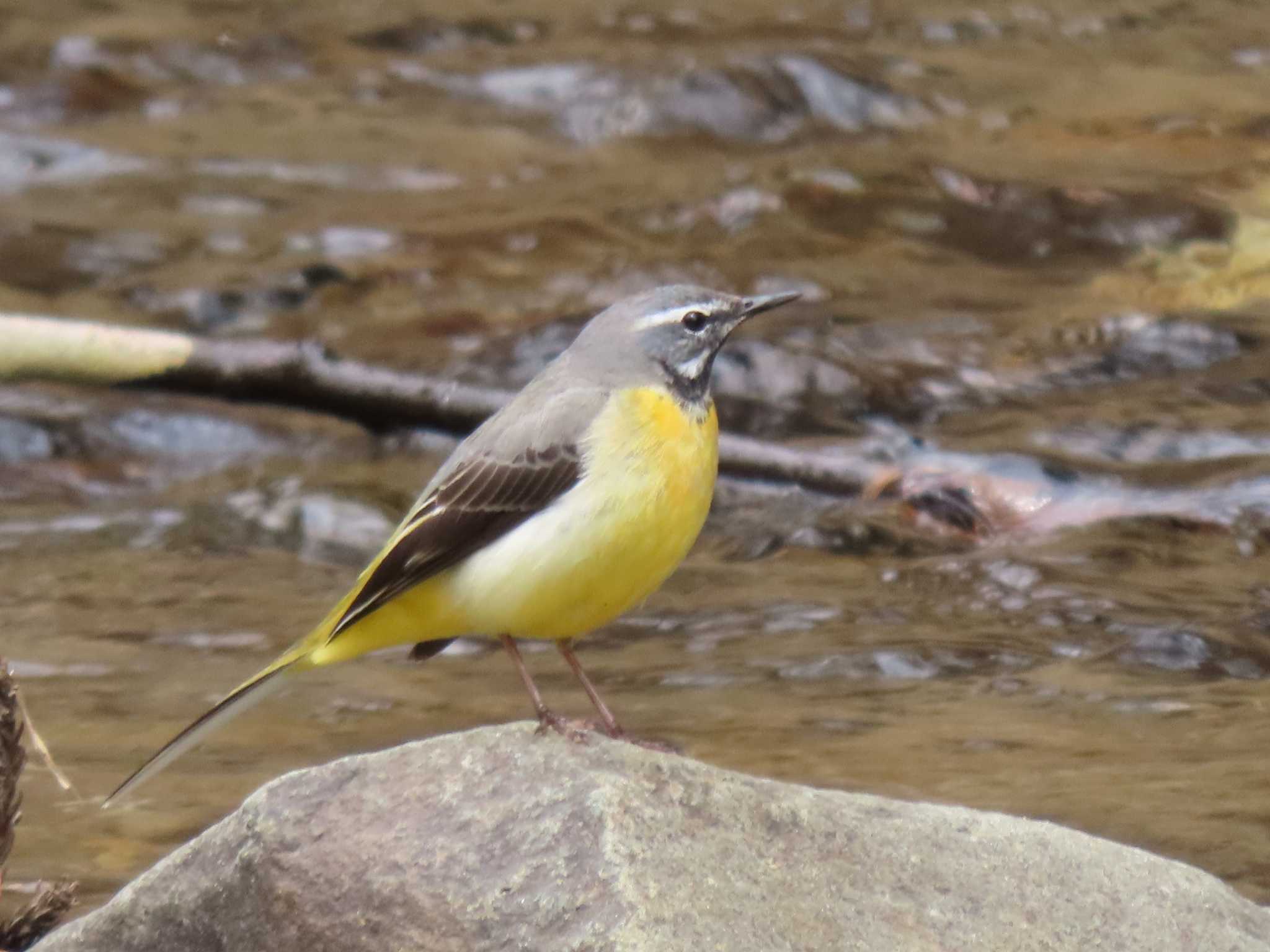 Grey Wagtail