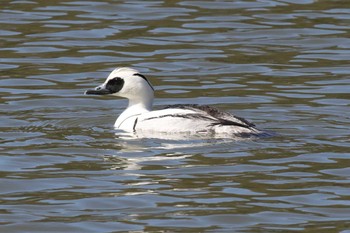 Smew Akashi Park Sun, 3/3/2024