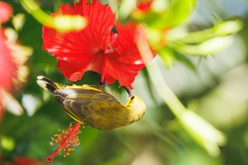 Ornate Sunbird palm cove Wed, 4/3/2024