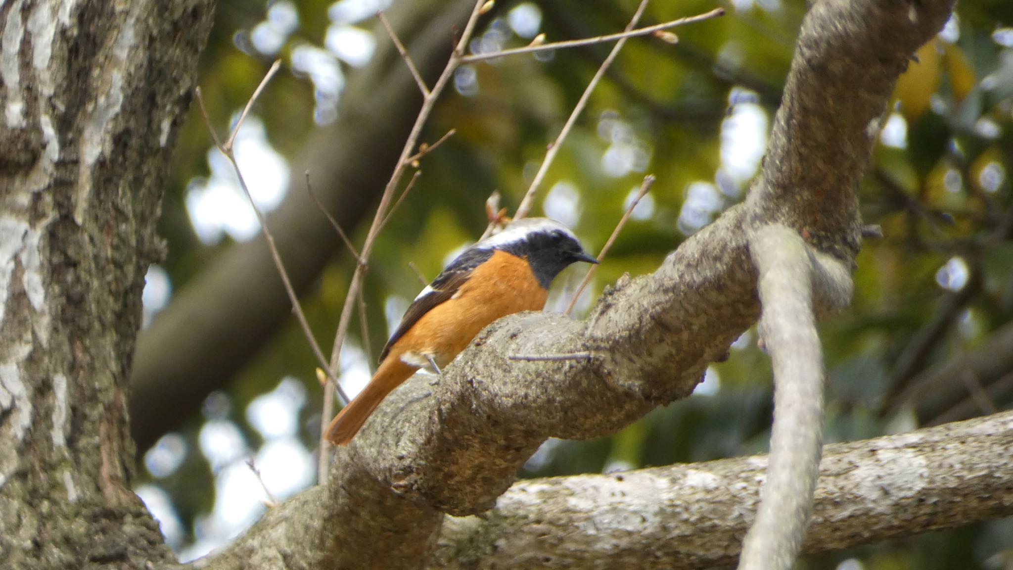 Daurian Redstart