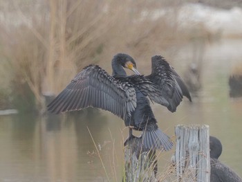 カワウ 水元公園 2024年4月1日(月)