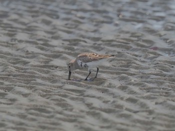 ハマシギ ふなばし三番瀬海浜公園 2024年4月1日(月)