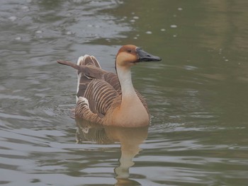 サカツラガン 大池親水公園 2024年4月1日(月)