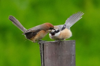 Bull-headed Shrike 恩智川治水緑地 Fri, 4/5/2024