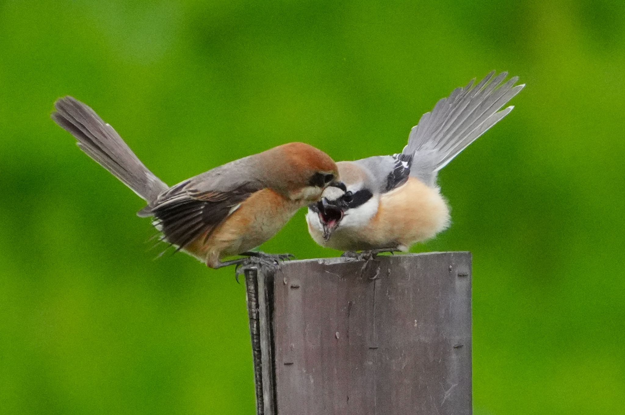 Photo of Bull-headed Shrike at 恩智川治水緑地 by アルキュオン