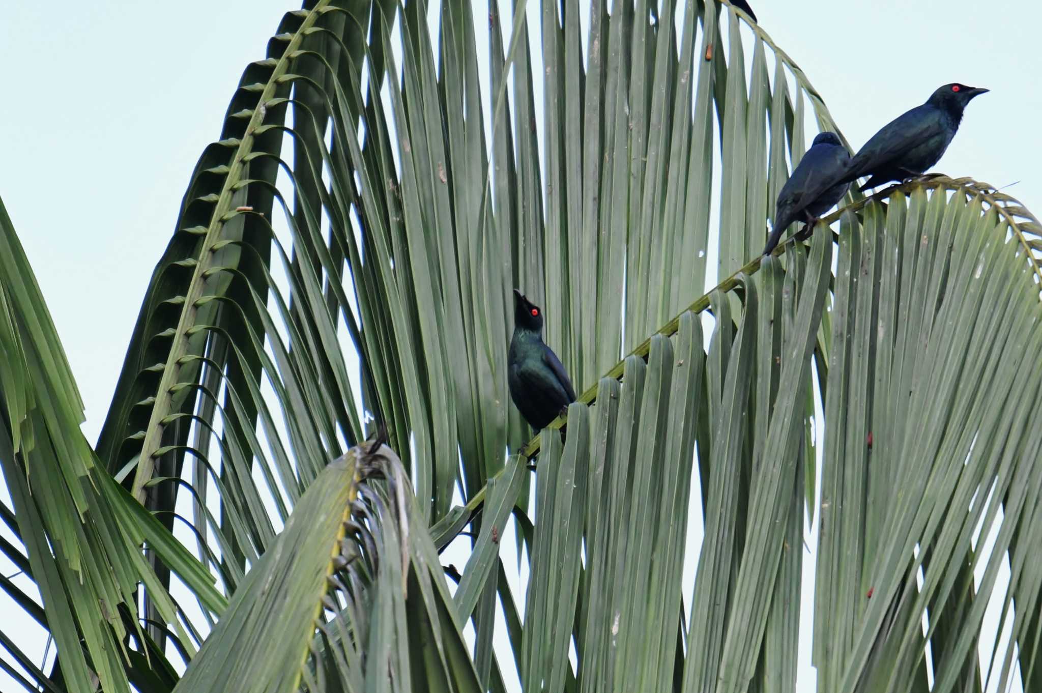 Asian Glossy Starling