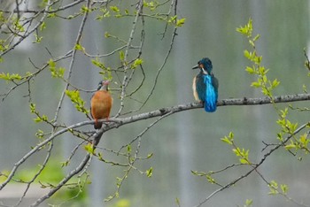 Fri, 4/5/2024 Birding report at 恩智川治水緑地