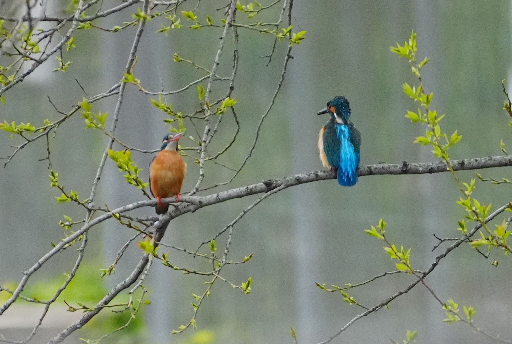 Photo of Common Kingfisher at 恩智川治水緑地 by アルキュオン