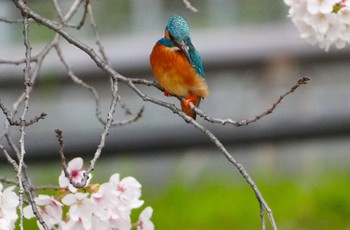 Fri, 4/5/2024 Birding report at Osaka Tsurumi Ryokuchi